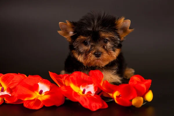 Cachorro de um terrier de Yorkshire — Fotografia de Stock