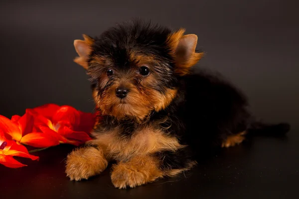 Chiot d'un Yorkshire terrier — Photo