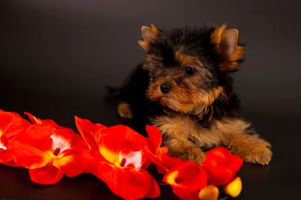 Chiot d'un Yorkshire terrier — Photo