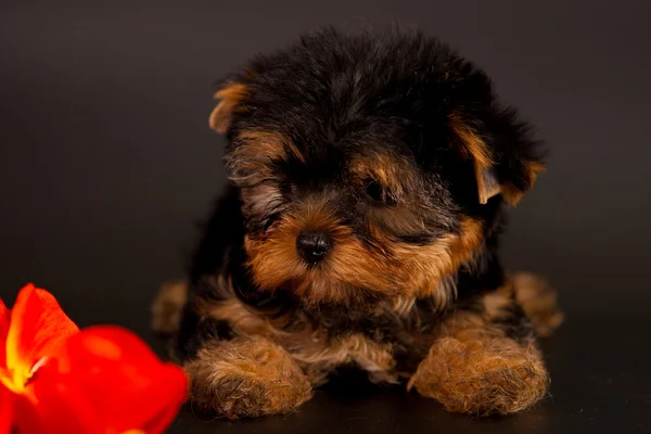 Chiot d'un Yorkshire terrier — Photo