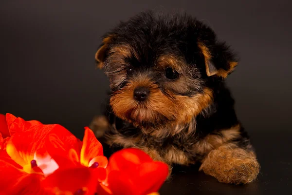 Cachorro de um terrier de Yorkshire — Fotografia de Stock