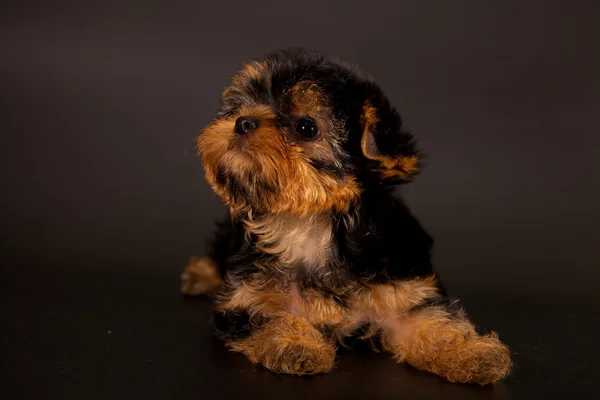 Cucciolo di un terrier di Yorkshire — Foto Stock