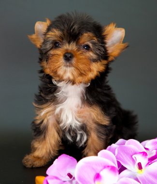 yorkshire Terrier yavrusu