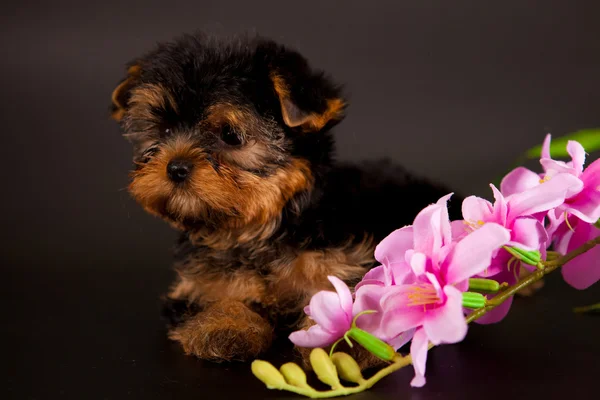 Puppy of a Yorkshire terrier — Stock Photo, Image