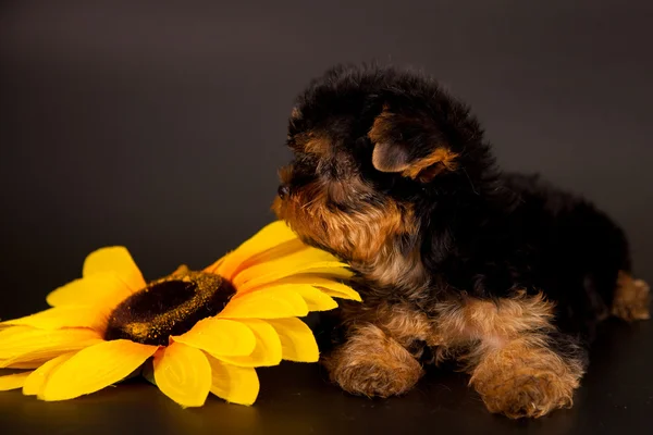 Cucciolo di un terrier di Yorkshire — Foto Stock