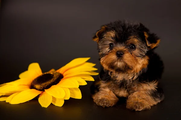 Chiot d'un Yorkshire terrier — Photo