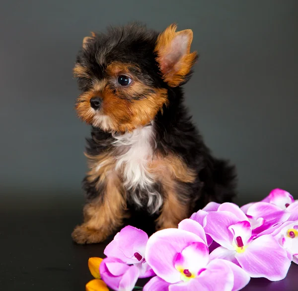 Chiot d'un Yorkshire terrier — Photo