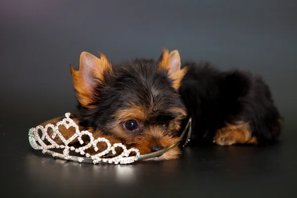 Cachorro de um terrier de Yorkshire — Fotografia de Stock