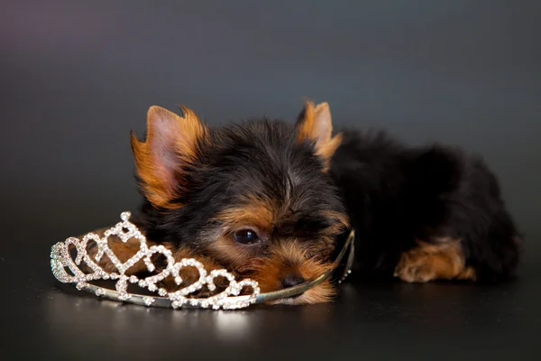 Yorkshire Terrier yavrusu — Stok fotoğraf