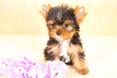 yorkshire Terrier yavrusu