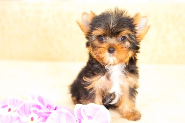 yorkshire Terrier yavrusu