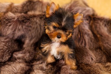yorkshire Terrier yavrusu