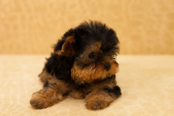 Puppy of a Yorkshire terrier — Stock Photo, Image