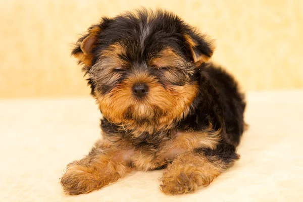 Puppy van een yorkshire Terriër — Stockfoto