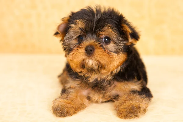 Cachorro de um terrier de Yorkshire — Fotografia de Stock