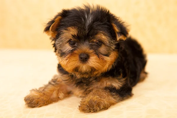 Chiot d'un Yorkshire terrier — Photo