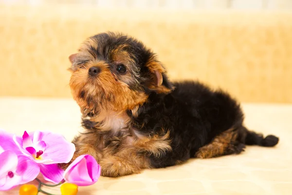 Puppy van een yorkshire Terriër — Stockfoto