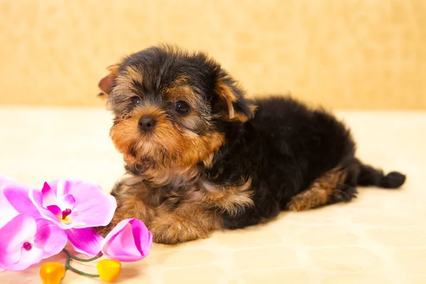 Cucciolo di un terrier di Yorkshire — Foto Stock