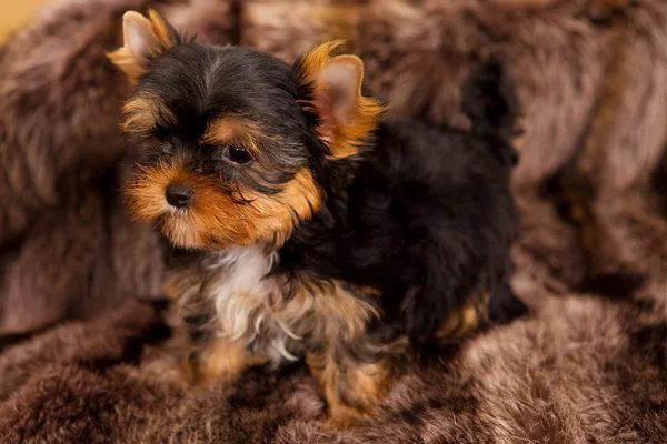 Chiot d'un Yorkshire terrier — Photo