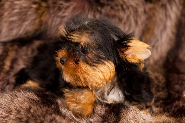 Puppy of a Yorkshire terrier — Stock Photo, Image