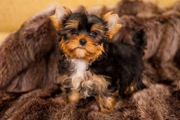 ヨークシャー テリアの子犬 — ストック写真