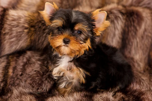 Chiot d'un Yorkshire terrier — Photo