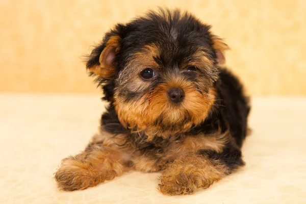 Puppy van een yorkshire Terriër Rechtenvrije Stockfoto's