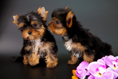 iki yorkshire Terrier yavruları