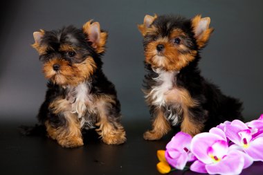iki yorkshire Terrier yavruları