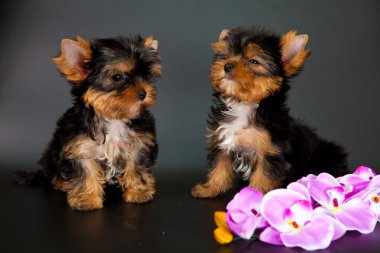 iki yorkshire Terrier yavruları