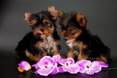 iki yorkshire Terrier yavruları