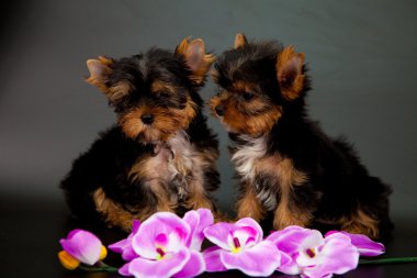 iki yorkshire Terrier yavruları