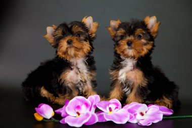 iki yorkshire Terrier yavruları