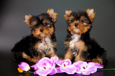 iki yorkshire Terrier yavruları