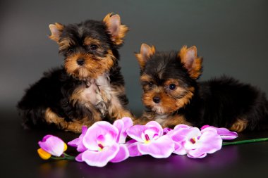 iki yorkshire Terrier yavruları