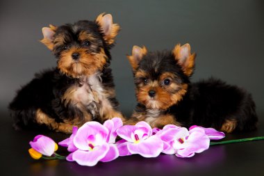 iki yorkshire Terrier yavruları