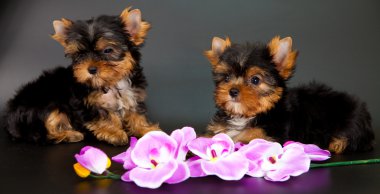 iki yorkshire Terrier yavruları