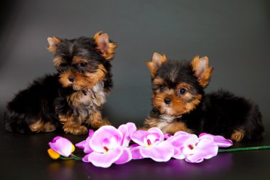 iki yorkshire Terrier yavruları