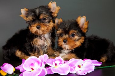 iki yorkshire Terrier yavruları