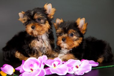 iki yorkshire Terrier yavruları