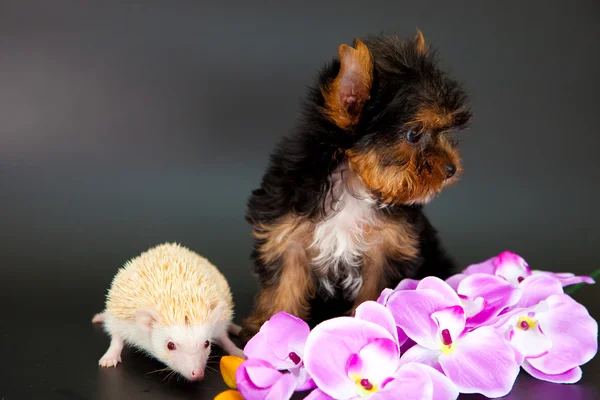 Puppy and hedgehog — Stock Photo, Image