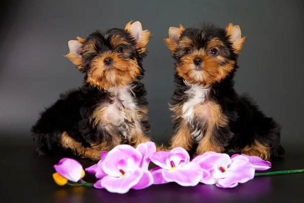iki yorkshire Terrier yavruları