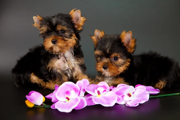 iki yorkshire Terrier yavruları