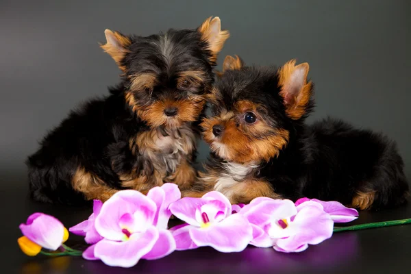 Twee puppies van een yorkshire terrier — Stockfoto