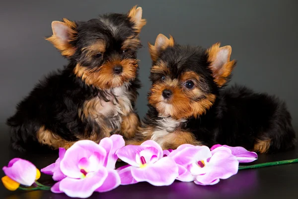 iki yorkshire Terrier yavruları