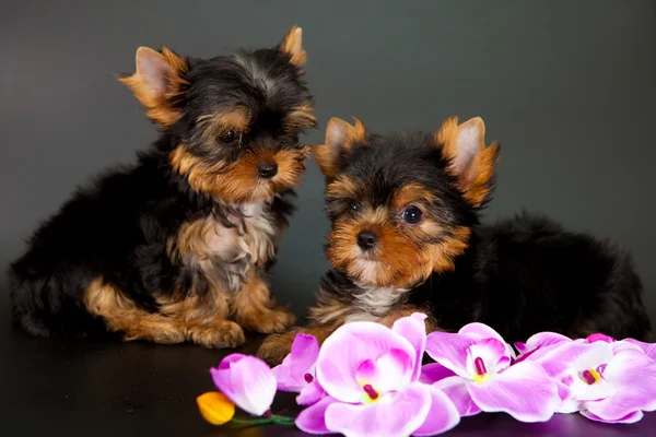 iki yorkshire Terrier yavruları