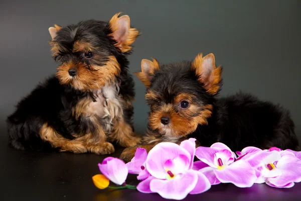 iki yorkshire Terrier yavruları