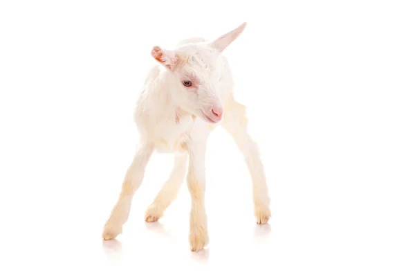 Goat , isolated — Stock Photo, Image