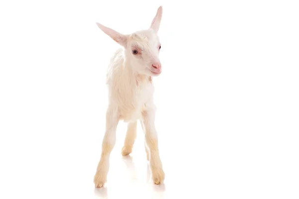 Goat , isolated — Stock Photo, Image