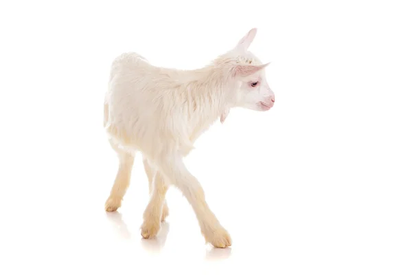 Goat , isolated — Stock Photo, Image